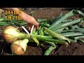 How to regrow onions from kitchen scraps