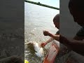 Unique Tools Fish Trap  Of Catching Lot Of Fish🐟🎣#shorts #viral #fishing