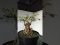 Tending Bonsai to Spend the Time (retired life)