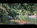 Forest nature  sounds - gentle sounds of stream,birds sounds for relaxation,stress relief,healing