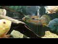 geophagus brasiliensis #shorts