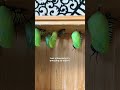 Guy Raises Caterpillars Into Monarch Butterflies | The Dodo