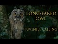 Long-eared Owl Juvenile calling 2023