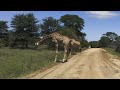 KRUGER IN SUMMER - a three week adventure - ORPEN (Episode 5)