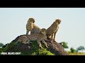 4K African Animals: Explore Dorob National Park in Namibia | Scenic Wildlife Film With Calming Music