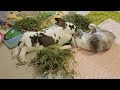 Rabbit grooming sleeping rabbit #shorts