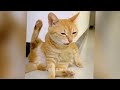 🤔#🐈 When a silly Cat becomes your best friend😻🐈The funniest animals and pets 🐈🐈