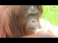 Zooku at Home 2022 Episode 10 - Ape Centre | Zoo Negara Malaysia