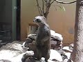 Meerkat Manor!