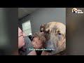 Dad Takes His Son To The Shelter Insisting They Can't Get A Dog | The Dodo