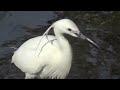 Little Egret ( Egretta garzetta ) on the shore and capture fish in March and April 2024