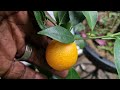 My Resilient Oceana Orangequat Thrives in my Cold UK Garden.