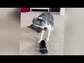 🐕 A fun day with silly cat actions 🙀 Funny Animal Videos 😂🐈