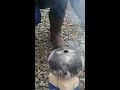 Milk Parlor Pottery Raku Trial Burn Horse Hair Feather Trial Sept 2018