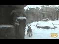 Everest Snow Leopard Cub Playing in the Snow