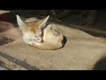 【Fennec/フェネック】眩しそうな姿がカワイイ。。 #kobe #神戸