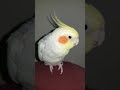 Cockatiel talking and showing off for the camera