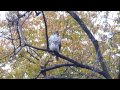 Red-tail chirping in Tompkins Square