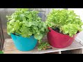 How to Grow Lettuce in Containers| For Beginners|  | Easy simple way|