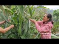 Make horn cake with my younger sister. Robert | Green forest life (ep282)