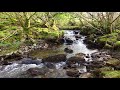 1hr. Relaxing Forest Waterfall Nature Sounds for Calm Sleeping - Natural River Water Flowing Sound