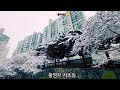 도심의 눈꽃세상 (v-log)