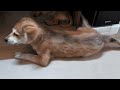 20 Minutes Funny Dogs High Jump Challenge with my puppies - Funny Animals World