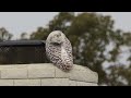 Snowy Owl in Orange County 2022