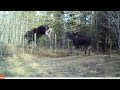 Cow Moose and Calf Jumping Barbed-Wire Fence