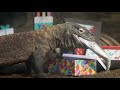 THE ZOOKEEPER'S LIFE: KOMODO DRAGONS | EPISODE 2