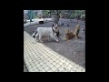 Funny Dog And Cat Videos 🤣❤️ Best Funny Video Compilation 😹