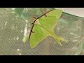 First Luna Moth of 2023 | Actias Luna | May 29, 2023