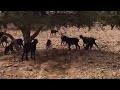 ¡¡¡ Estas CABRAS de montaña Desafían a la MUERTE !!!