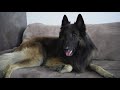How Much Exercise Does a Belgian Shepherd Need?