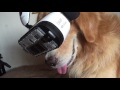 Dog Tries VR