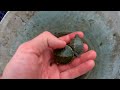 Birth of red-eared turtles