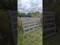 Stubborn bull refuses to get in the trailer, gets his leg stuck in the fence and gate.