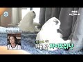 [SUB] Ahn Jaehyeon Does His Best to Assist His Cat Anju with Her Diet #AHNJAEHYEON