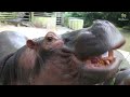 [ASMR] HIPPOPOTAMUS EATING (NO COMMENTARY) in ZOO NEGARA