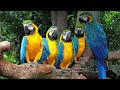 Amazon 4K • Nature Relaxation Film • Peaceful Relaxing Music |  Video UltraHD