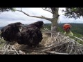 Humboldt Bay Eagles - banding day 2015