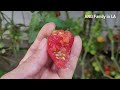 Best Cherry Tomato You MUST Grow Every Year | Highly Productive Cherry Tomato | Disease Resistant西红柿