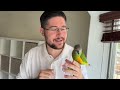 Senegal Parrot Kili Quick Intro