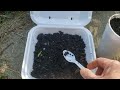 Seed Germination Reveal! Hot Portugal Peppers - Seed Starting