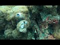 Diving at Dharavandhoo, Baa Atoll, Maldives