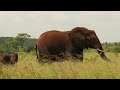 KRUGER IN SUMMER - a three week adventure - LOWER SABIE Part 2 (Episode 9)