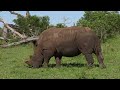 White Rhino with bird sounds: South Africa. Part 1.