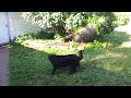 Dog vs. Sprinkler