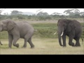 Combat d'éléphants à Amboseli, Kenya