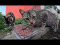 Homeless cats wait for food from the homeless man.